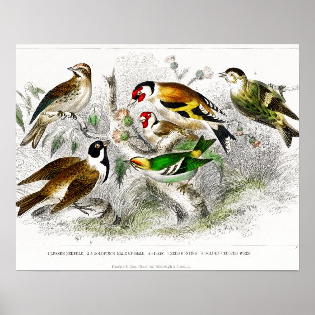 Vintage Birds Old Book Illustration Art Poster (Front)