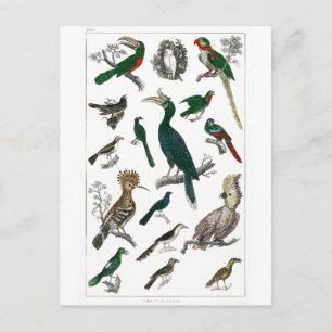 Vintage Birds Old Illustration Art Animals Postcard