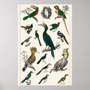 Vintage Birds Old Illustration Art Animals Poster