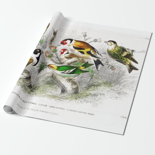 Vintage Birds Old Illustration Art Animals Wrapping Paper