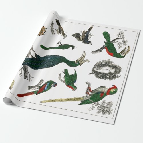 Vintage Birds Old Illustration Art Animals Wrapping Paper