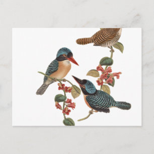 Vintage Birds on Branch Postcard