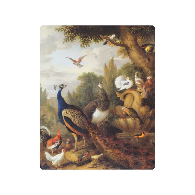 Vintage Birds Peacock Peahen Parrots Canary      Metal Print (Front)