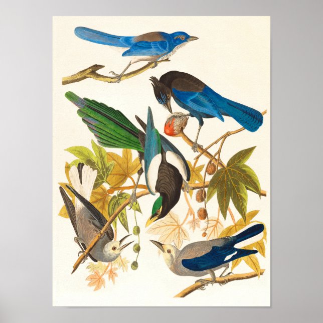 Vintage Birds Print (Front)
