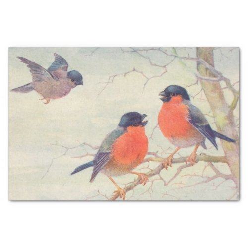Vintage birds red breasted birds on a branch tissue paper
