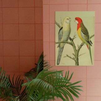 Vintage Birds - ROSELLA PARAKEETS