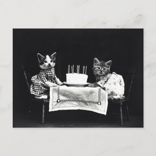 Vintage birthday kittens postcard