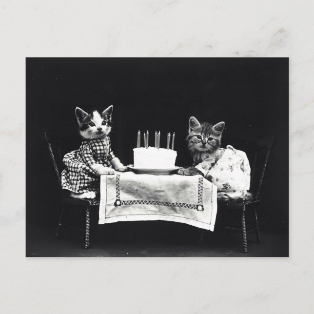 Vintage birthday kittens postcard (Front)