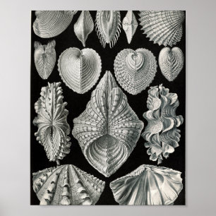 Vintage Bivalve Shells Scientific Illustration Poster