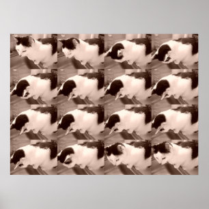 Vintage Black and White Cat Poster