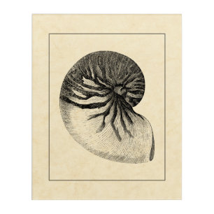 Vintage Black and White Conch Shell Acrylic Print