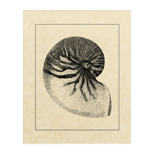 Vintage Black and White Conch Shell Acrylic Print (Front)