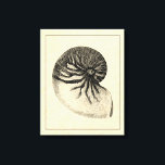 Vintage Black and White Conch Shell Canvas Print<br><div class="desc">Get this unique black and white Conch seashell image on your next product. This amazing,  sepia background with a Black and White Conch will look great on anything. Take the beach with you everywhere you go.</div>