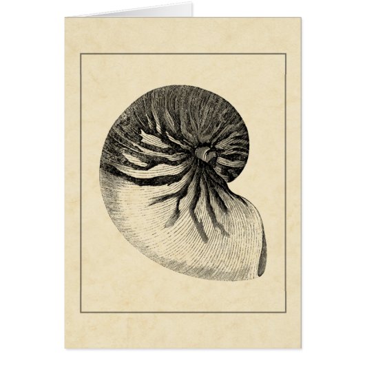 Vintage Black and White Conch Shell Cards (Front)