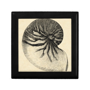 Vintage Black and White Conch Shell Keepsake Box