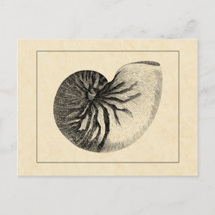 Vintage Black and White Conch Shell Postcard