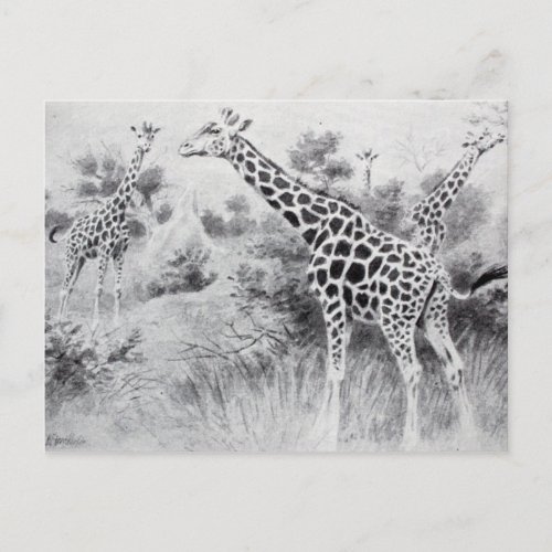 Vintage Black and White Drawing Giraffe Postcard