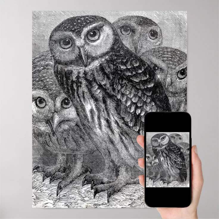 Vintage Black and White Owl Poster Zazzle