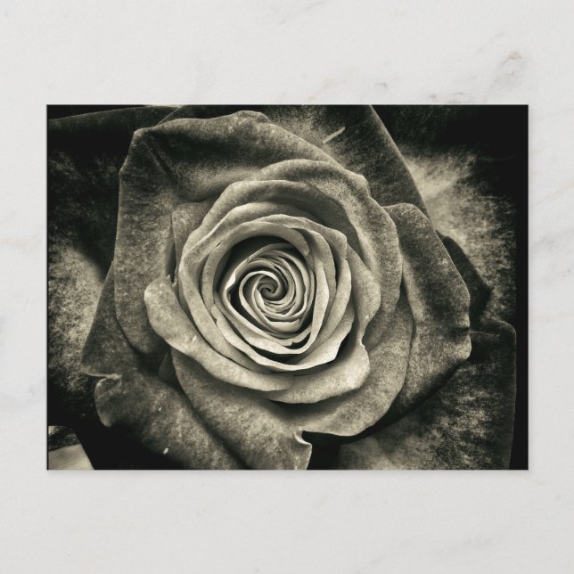 Vintage Black and White Rose Postcard (Front)