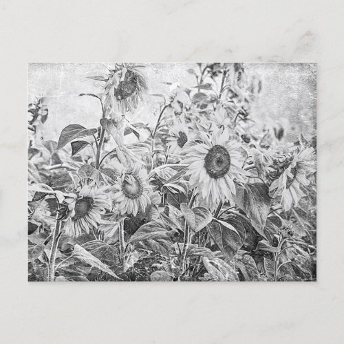 Vintage Black And White Sunflower Field Postcard