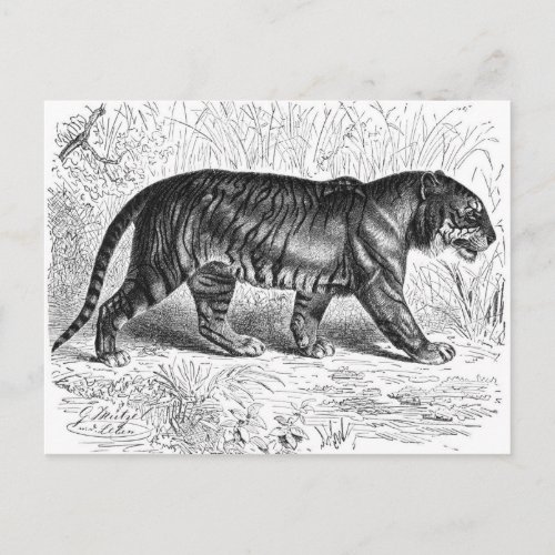 Vintage Black and White Tiger Drawing Postcard
