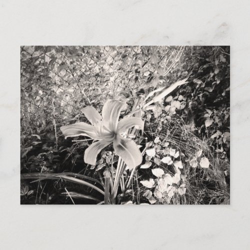 Vintage Black And White Tiger Lily Flower Postcard