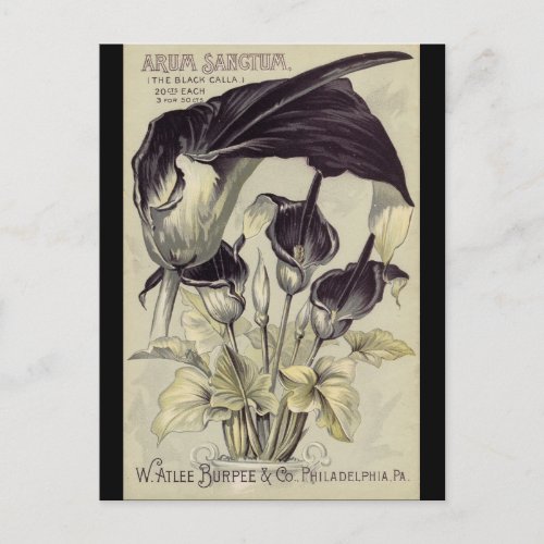 Vintage Black Calla Lilies Postcard