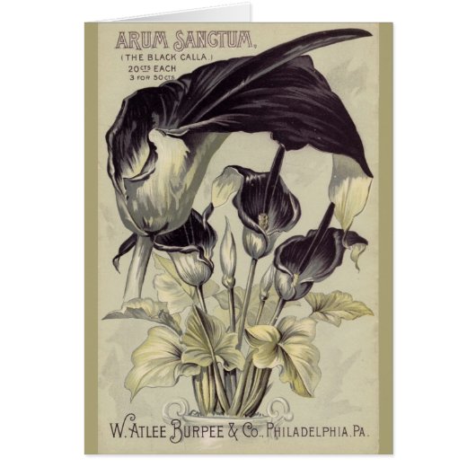 Vintage Black Calla Lillies Cards (Front)