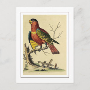 Vintage Black-capped Lory Parrot Bird Nature Postcard