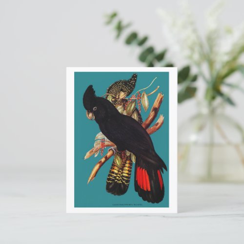 Vintage Black Cockatoo  Elizabeth Gould 1800s Pos Postcard