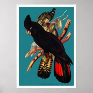 Vintage Black Cockatoo Elizabeth Gould 1800s Poster