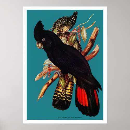 Vintage Black Cockatoo  Elizabeth Gould 1800s Poster