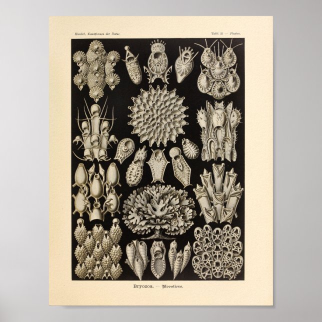 Vintage Black Ernst Haeckel Ocean Life Print (Front)