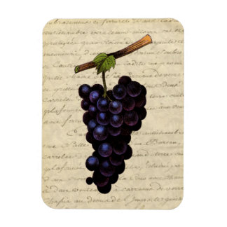 Vintage Black Grapes Magnet