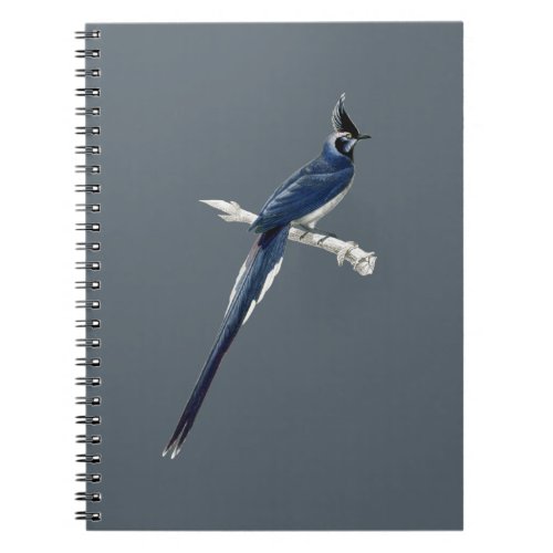 Vintage black_throated magpie_jay bird notebook