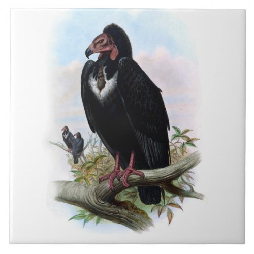 Vintage Black Vulture Bird Animal Illustration Ceramic Tile
