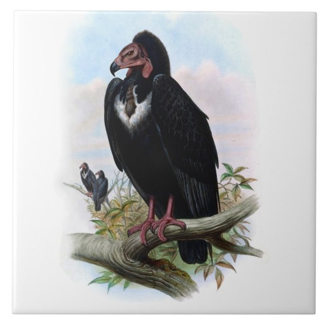 Vintage Black Vulture Bird Animal Illustration Ceramic Tile (Front)