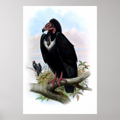 Vintage Black Vulture Bird Poster