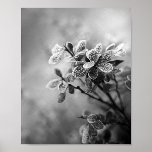 Vintage black  white barberry leaves nature photo poster