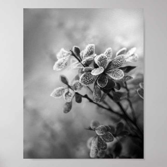 Vintage black & white barberry leaves nature photo poster (Front)
