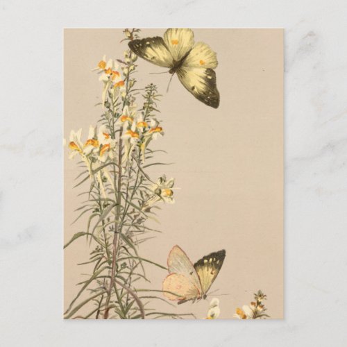 Vintage black white butterfly yellow white floral postcard