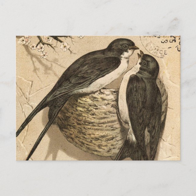 Vintage Black White Cute Love Birds Painting Postcard (Front)