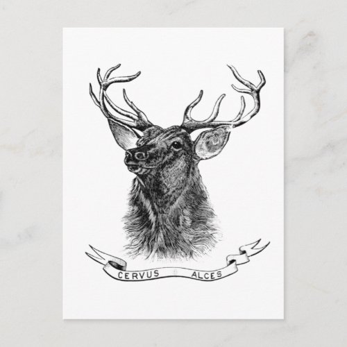 Vintage black white deer head postcard