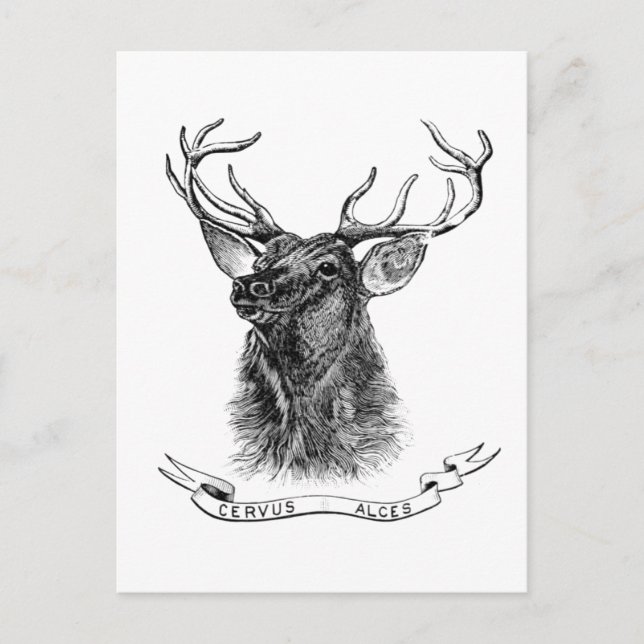 Vintage black white deer head postcard (Front)