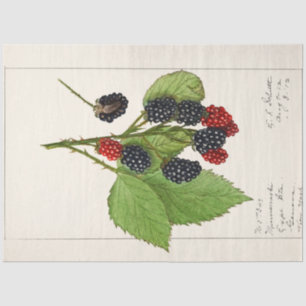 Vintage Blackberries by Ellen Schutt Tissue Paper