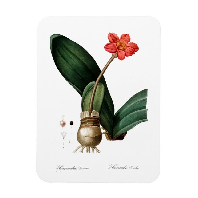 VINTAGE BLOOD LILY PRINT FLEXIBLE PHOTO MAGNET (Vertical)