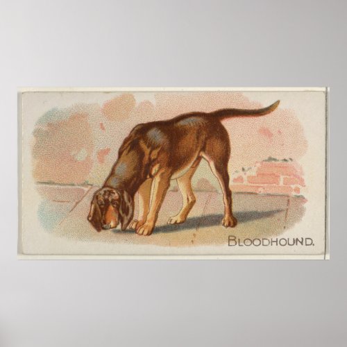 Vintage Bloodhound Dog Illustration 1890 Poster