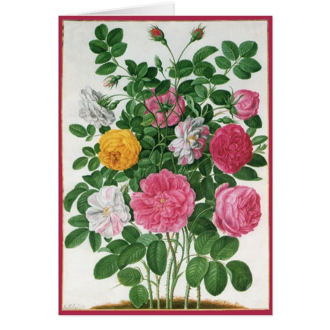 Vintage Blooming Flowers, Spring Garden Roses Cards (Front)