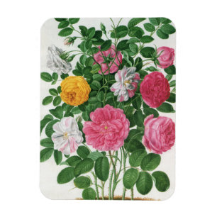 Vintage Blooming Flowers, Spring Garden Roses Magnet