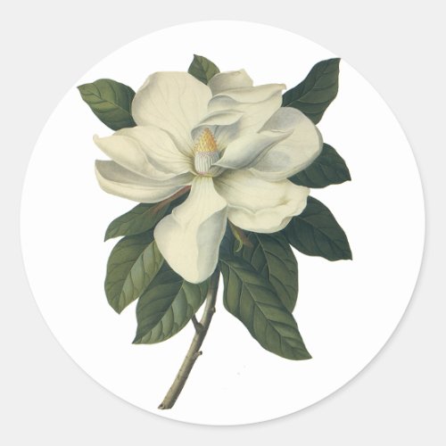 Vintage Blooming White Magnolia Blossom Flowers Classic Round Sticker